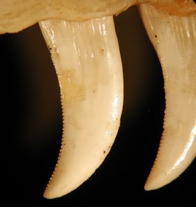 Two Komodo dragon teeth that are long, curved and pointed with serrations on the inner side with an orangish tint.