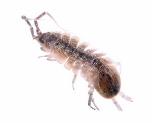 Image of an aquatic isopod on a white background