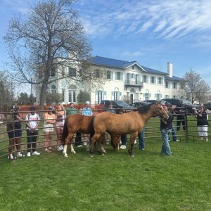 Horses in a corral on the lawn with people standing at the fence watching them and a majestic white house in the background