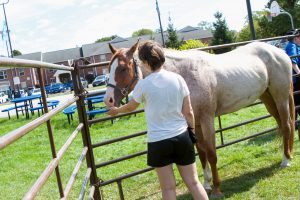 A horse standing in the grass while a young woman extends her hand toward his head